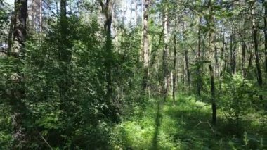 Güzel yeşil orman bir yaz gününde, ağır çekimde