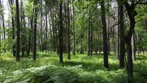 Vacker grön skog en sommardag, slow motion — Stockvideo