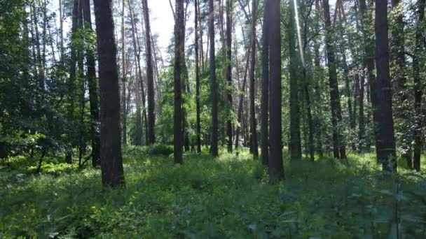 여름날아름다운 푸른 숲 속의 느린 움직임 — 비디오