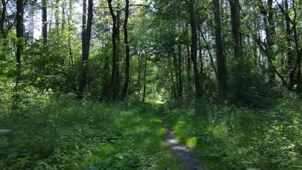 Hermoso bosque verde en un día de verano, cámara lenta — Vídeo de stock