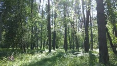 Güzel yeşil orman bir yaz gününde, ağır çekimde