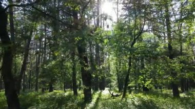 Güzel yeşil orman bir yaz gününde, ağır çekimde