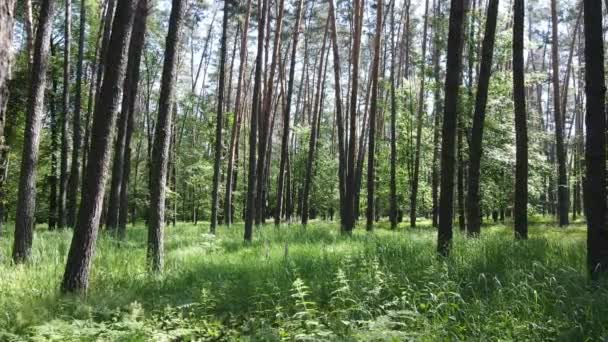 Beautiful green forest on a summer day, slow motion — Stock Video