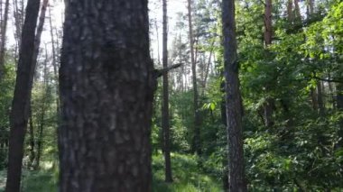 Güzel yeşil orman bir yaz gününde, ağır çekimde