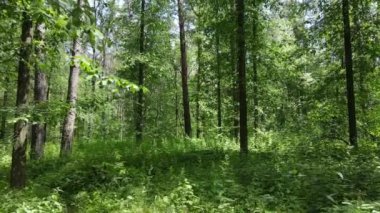 Güzel yeşil orman bir yaz gününde, ağır çekimde