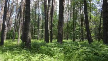 Güzel yeşil orman bir yaz gününde, ağır çekimde