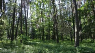 Güzel yeşil orman bir yaz gününde, ağır çekimde