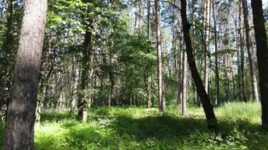 Güzel yeşil orman bir yaz gününde, ağır çekimde