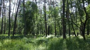 Güzel yeşil orman bir yaz gününde, ağır çekimde
