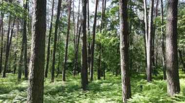 Güzel yeşil orman bir yaz gününde, ağır çekimde