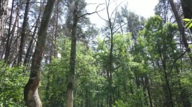 Güzel yeşil orman bir yaz gününde, ağır çekimde