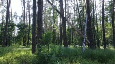 Güzel yeşil orman bir yaz gününde, ağır çekimde