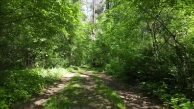Güzel yeşil orman bir yaz gününde, ağır çekimde