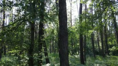 Güzel yeşil orman bir yaz gününde, ağır çekimde