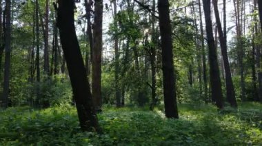 Güzel yeşil orman bir yaz gününde, ağır çekimde