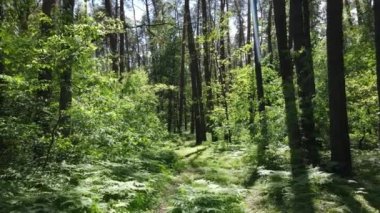 Güzel yeşil orman bir yaz gününde, ağır çekimde
