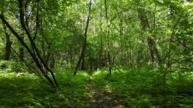 Güzel yeşil orman bir yaz gününde, ağır çekimde