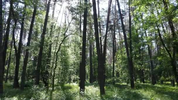 夏日美丽的绿色森林，慢动作 — 图库视频影像