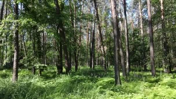 Prachtig groen bos op een zomerdag, slow motion — Stockvideo
