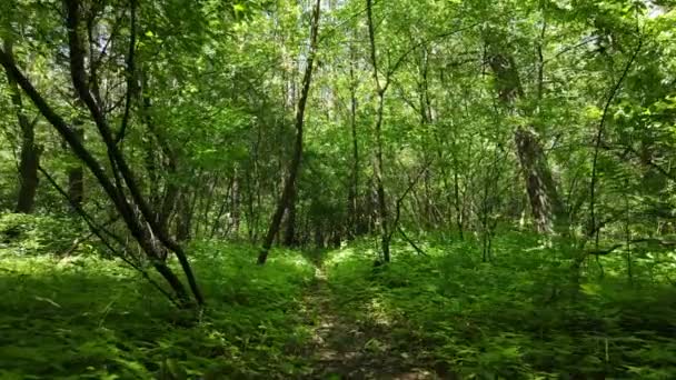 Bela floresta verde em um dia de verão, câmera lenta — Vídeo de Stock