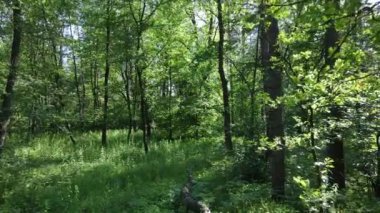 Güzel yeşil orman bir yaz gününde, ağır çekimde