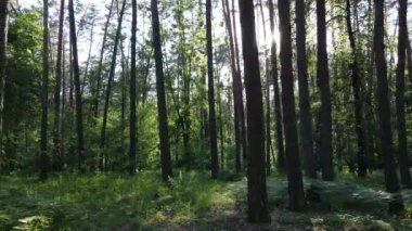 Güzel yeşil orman bir yaz gününde, ağır çekimde