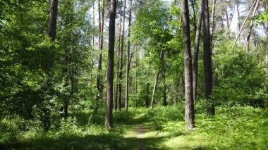Güzel yeşil orman bir yaz gününde, ağır çekimde