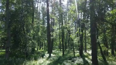 Güzel yeşil orman bir yaz gününde, ağır çekimde