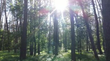 Güzel yeşil orman bir yaz gününde, ağır çekimde