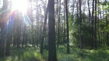Güzel yeşil orman bir yaz gününde, ağır çekimde