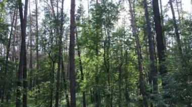 Güzel yeşil orman bir yaz gününde, ağır çekimde