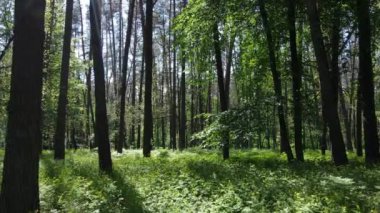 Güzel yeşil orman bir yaz gününde, ağır çekimde