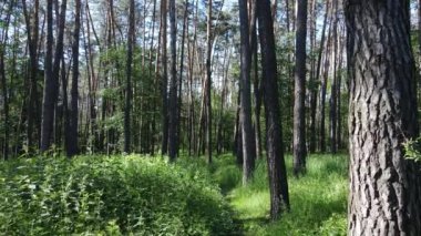 Güzel yeşil orman bir yaz gününde, ağır çekimde
