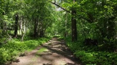 Güzel yeşil orman bir yaz gününde, ağır çekimde