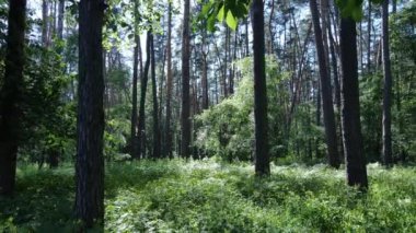 Güzel yeşil orman bir yaz gününde, ağır çekimde