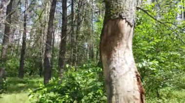 Güzel yeşil orman bir yaz gününde, ağır çekimde