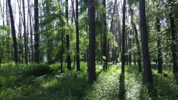 Vacker grön skog en sommardag, slow motion — Stockvideo