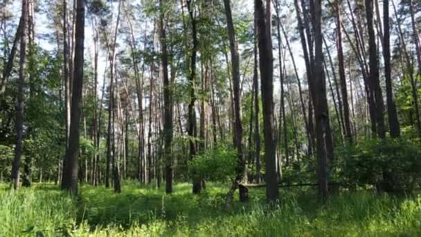 Όμορφο πράσινο δάσος σε μια καλοκαιρινή μέρα, αργή κίνηση — Αρχείο Βίντεο