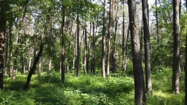 Hermoso bosque verde en un día de verano, cámara lenta — Vídeos de Stock