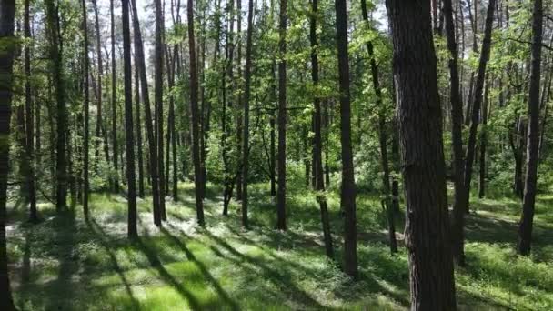 Bela floresta verde em um dia de verão, câmera lenta — Vídeo de Stock