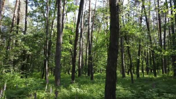 Hermoso bosque verde en un día de verano, cámara lenta — Vídeos de Stock