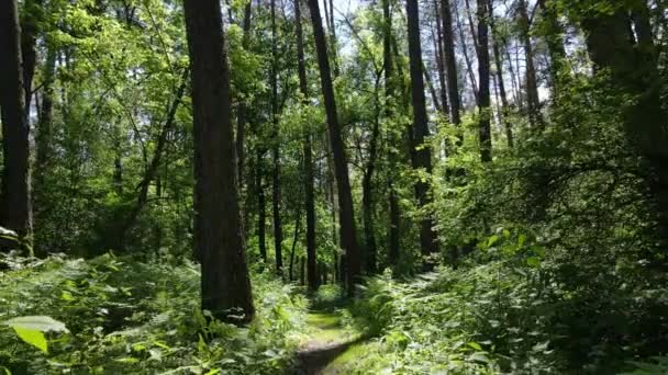 Красивий зелений ліс в літній день, повільний рух — стокове відео