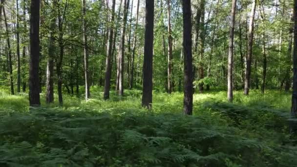 Schöner grüner Wald an einem Sommertag, Zeitlupe — Stockvideo