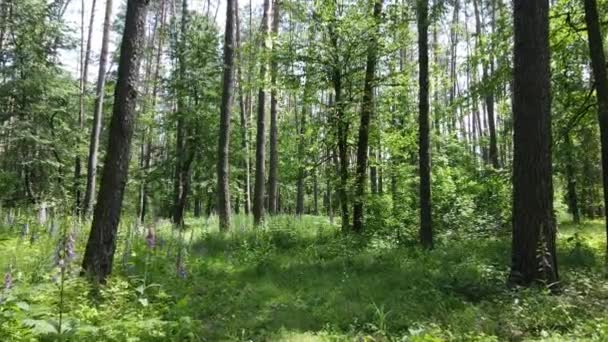 Vacker grön skog en sommardag, slow motion — Stockvideo