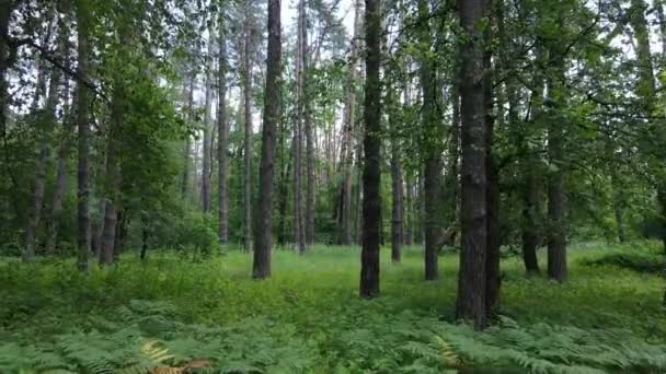 Schöner grüner Wald an einem Sommertag, Zeitlupe — Stockvideo