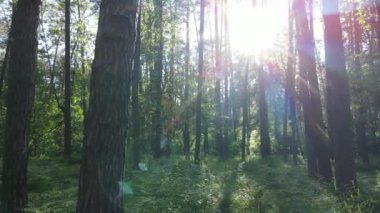 Güzel yeşil orman bir yaz gününde, ağır çekimde