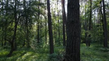 Güzel yeşil orman bir yaz gününde, ağır çekimde