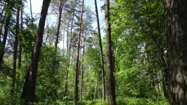 Güzel yeşil orman bir yaz gününde, ağır çekimde