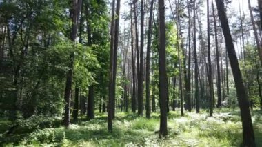Güzel yeşil orman bir yaz gününde, ağır çekimde
