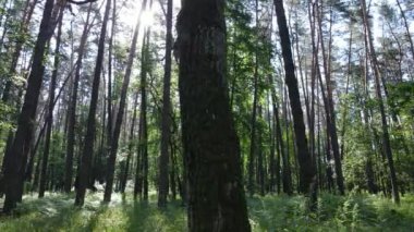 Güzel yeşil orman bir yaz gününde, ağır çekimde